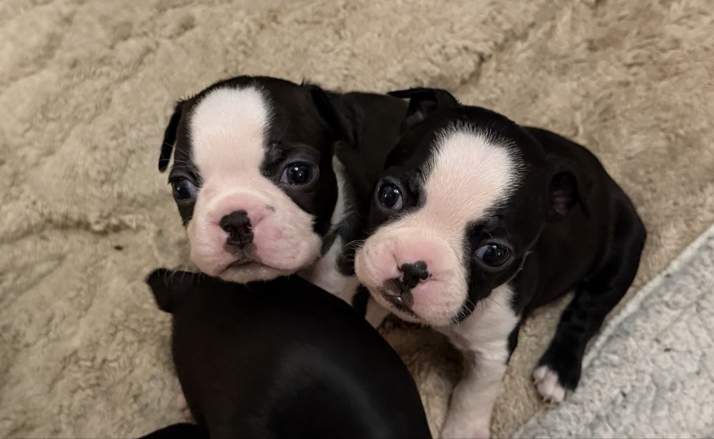 Boston terrier Szczenię