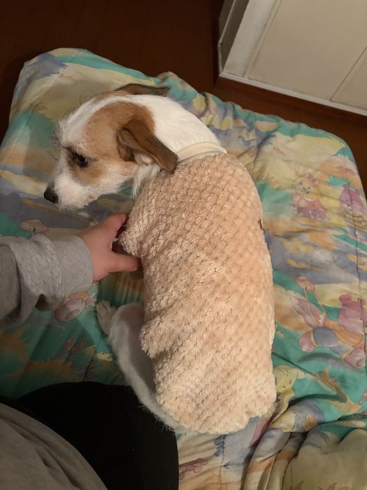 dou uma cadela chama se pipoca