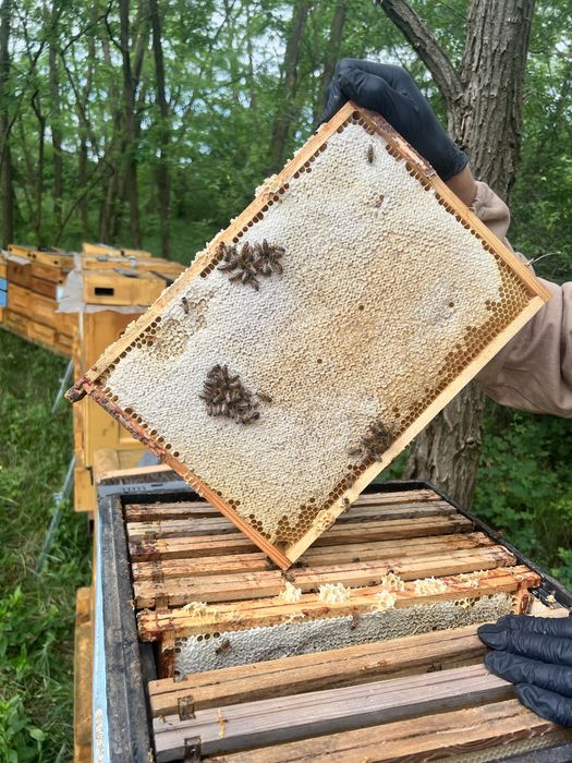 miód akacjowy świeży tegoroczny naturalny miód pszczeli  sezon 2025