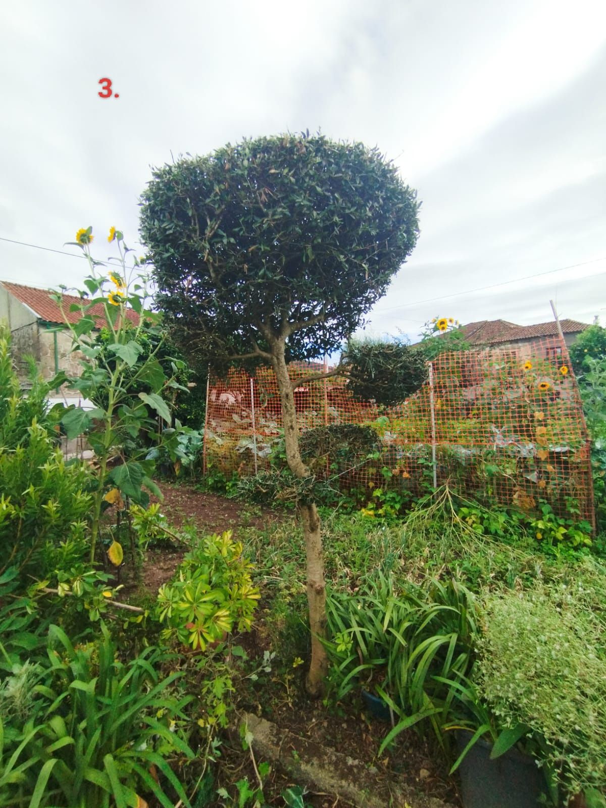 Oliveiras de jardim
