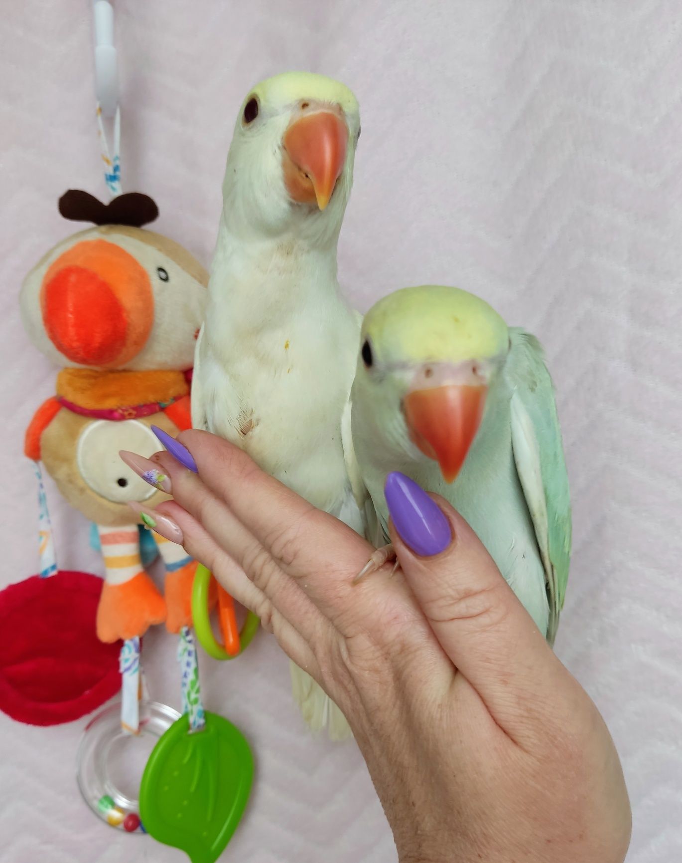 Ожереловые попугаи редких окрасов, 1,5 месяца.