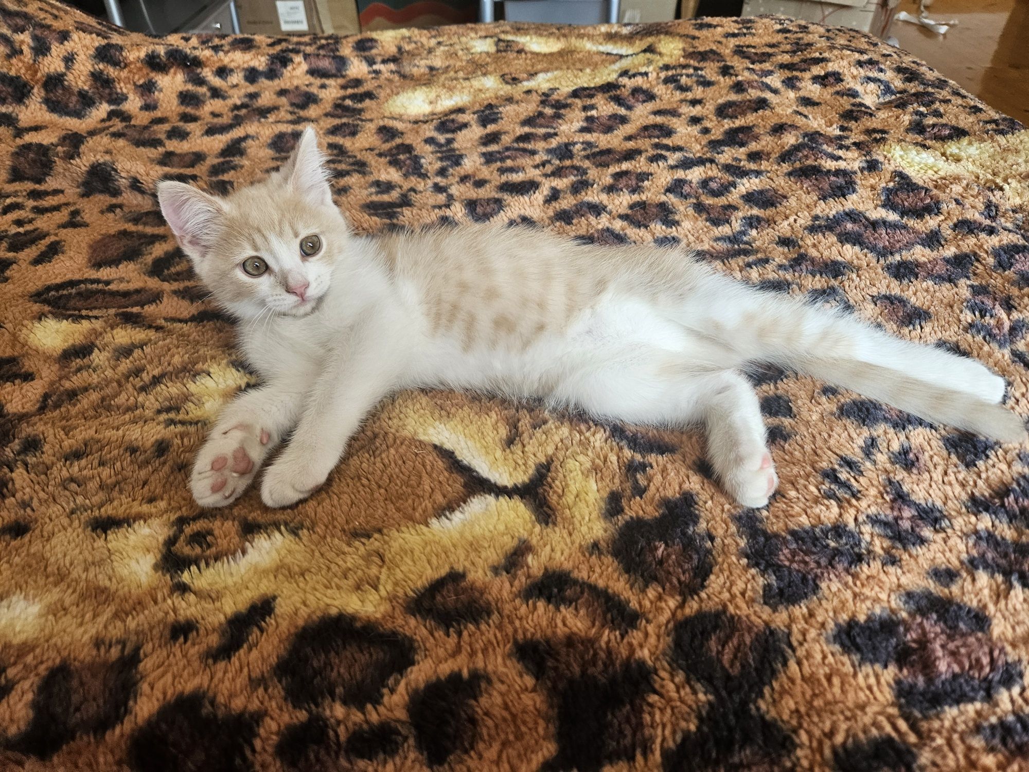 В добрі руки котика