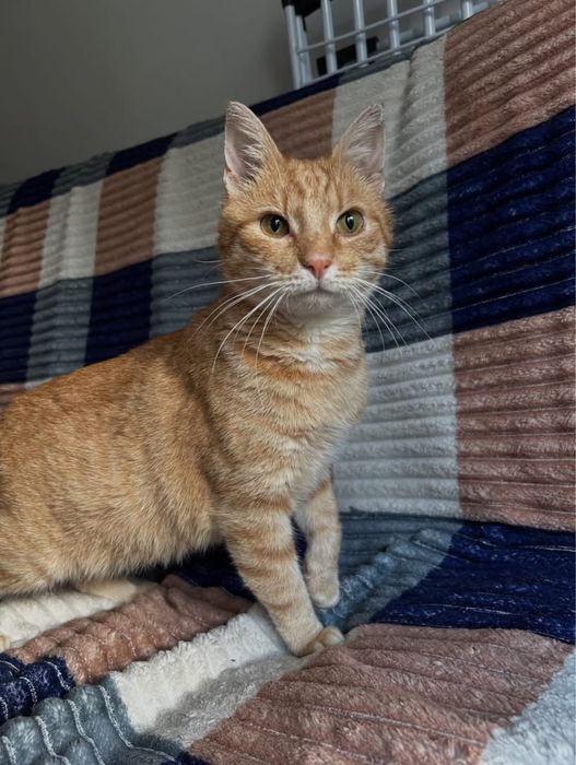 Rudy miły kotek szuka domu