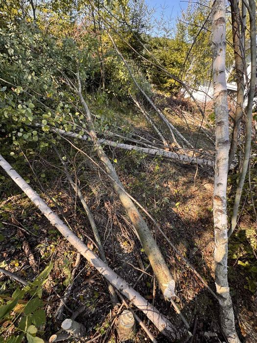 Drzewo  z gałęziami