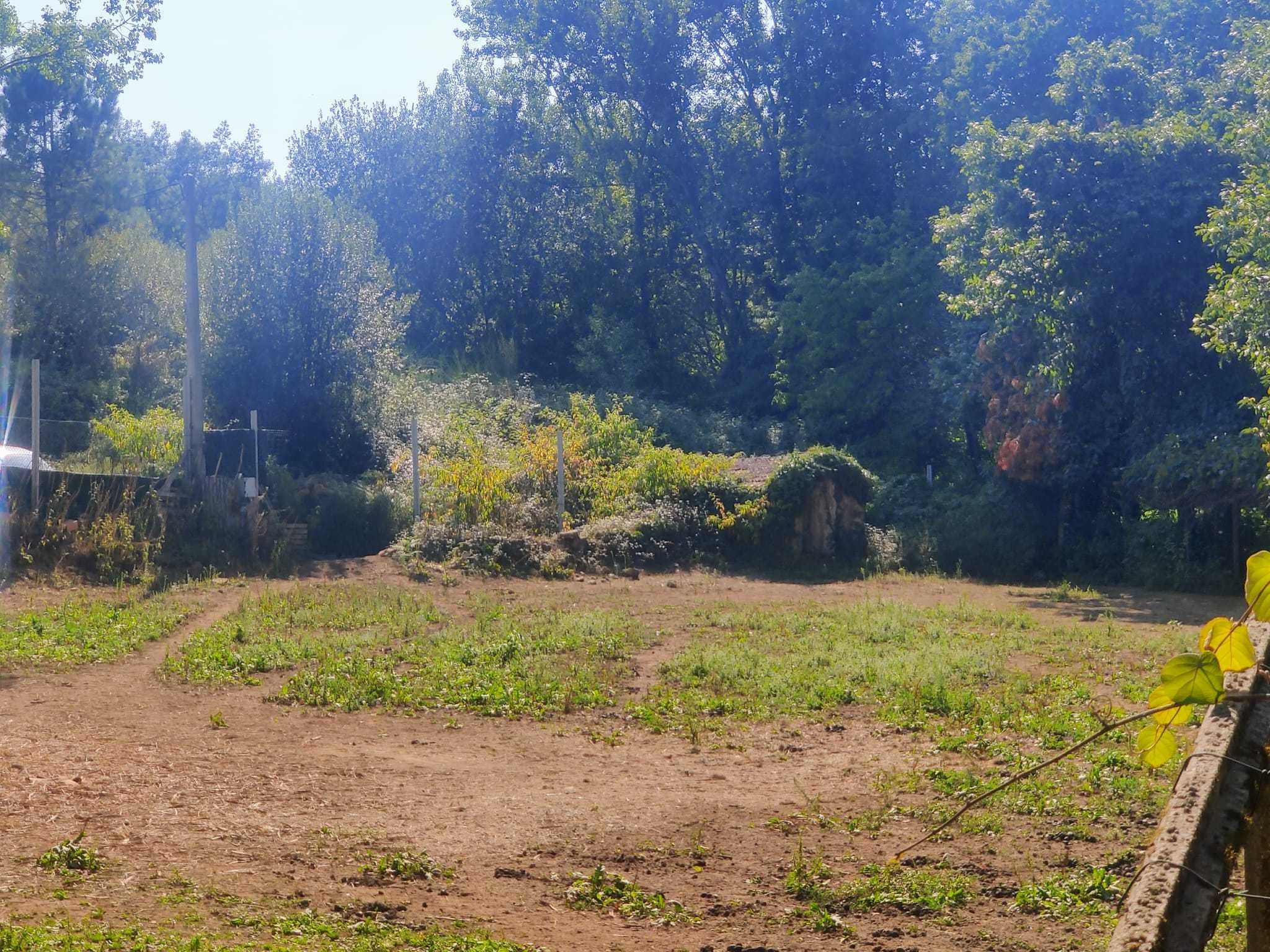 Terreno c/ Moinho para Quinta Agrícola Autossuficiente