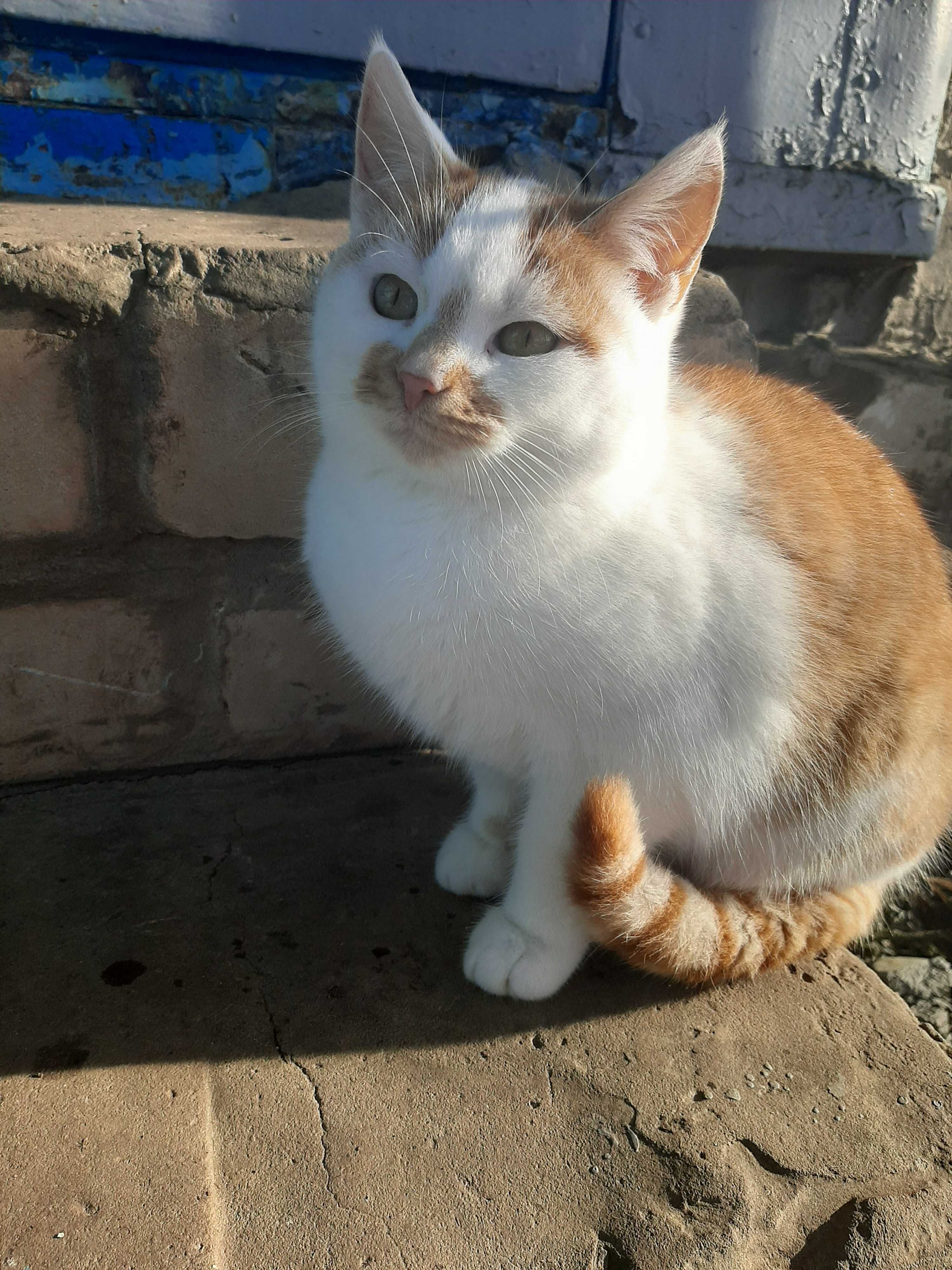 Котята в добрые ручки