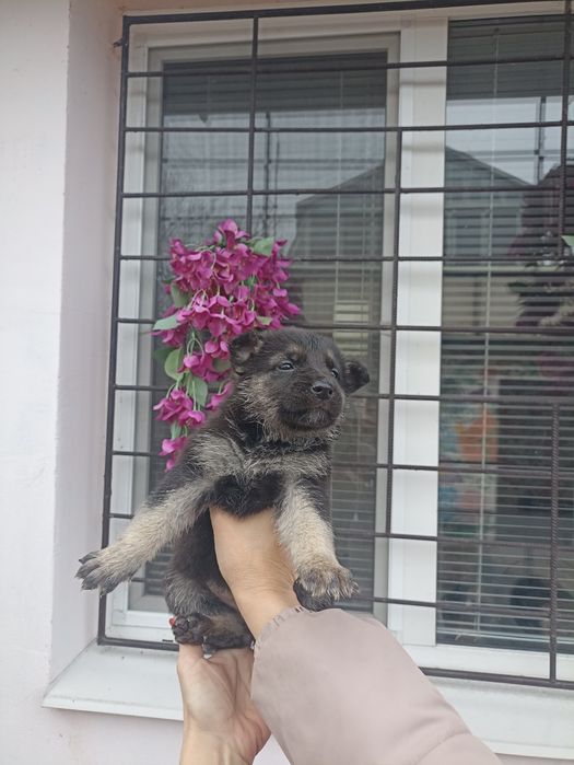 Продам щенков ВЕО