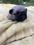 Mops suczka urocza