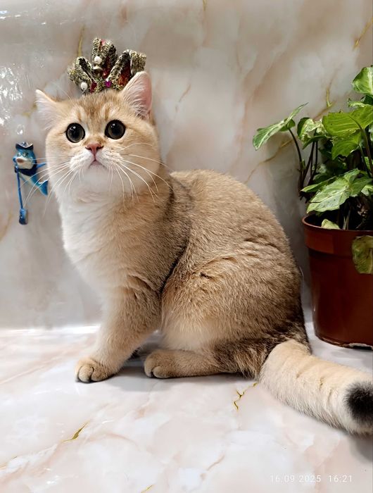 Британский золотой мальчик.Плюшевый британец.