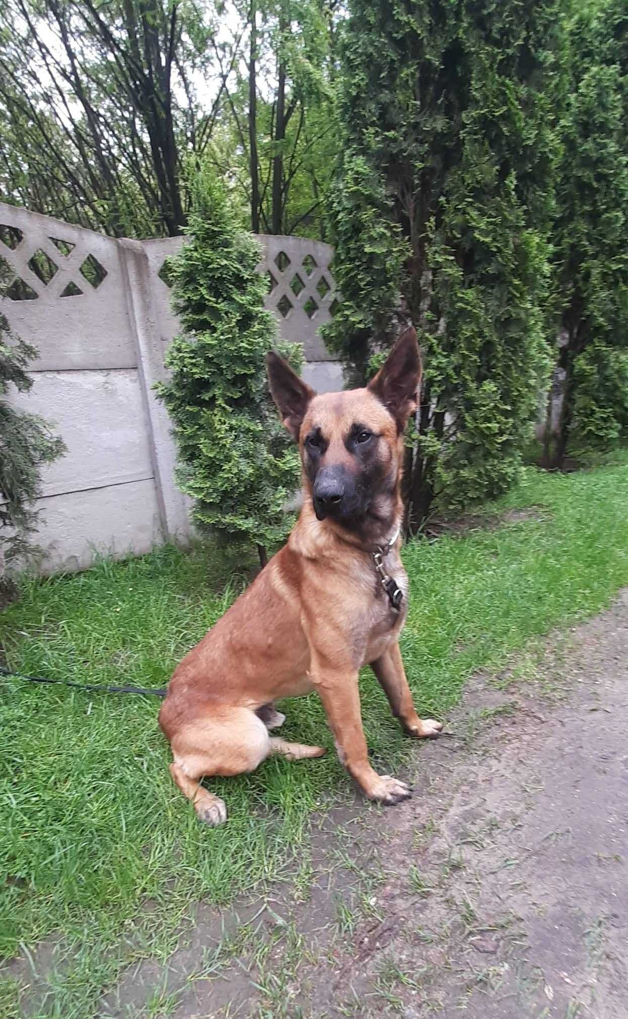 Owczarek belgijski Malinois w schronisku w lututowie aktualne