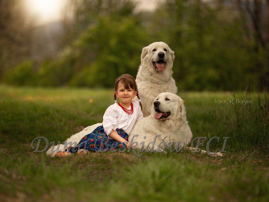 Owczarek Podhalański szczenięta ZKWP/FCI z rodowodem Podhalan