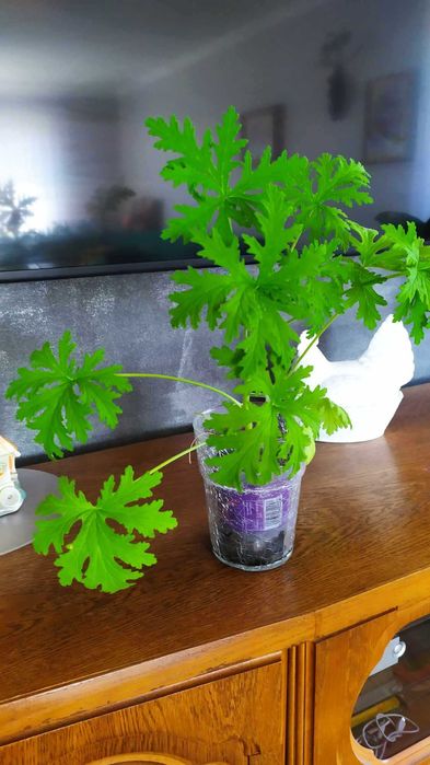 Geranium - anginka 50cm.! Lek z babci parapetu. Nowotwory jelitowe !