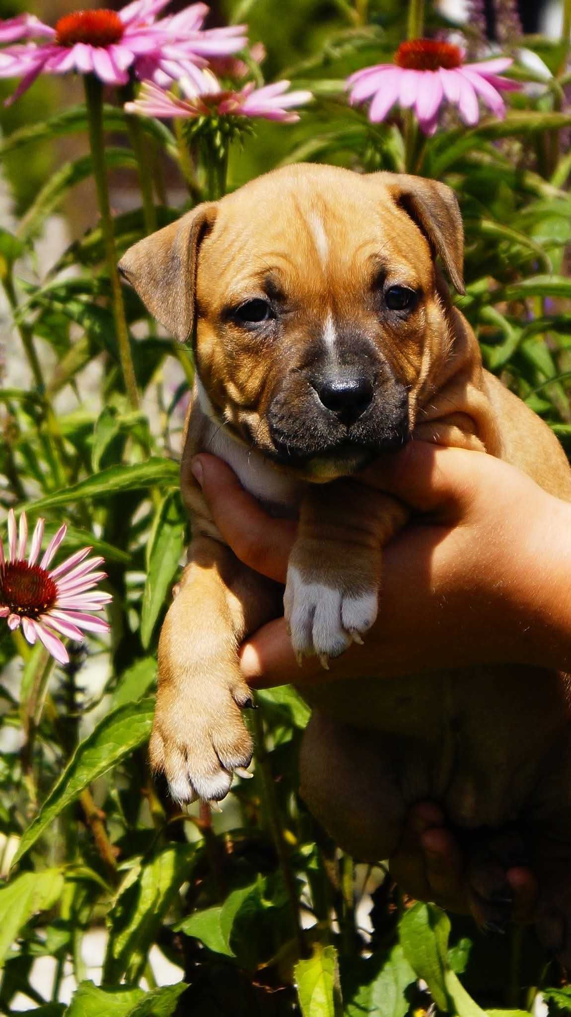 Amstaff FCI szczenięta- sunia Electra