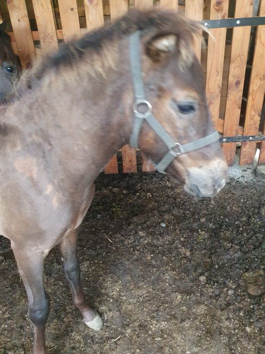 Ogierek huculski, hucuł sprzedam