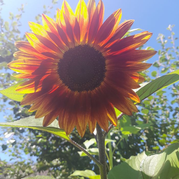 Frutas e legumes da época; Tangerinas, chuchu, abóbora menina e...