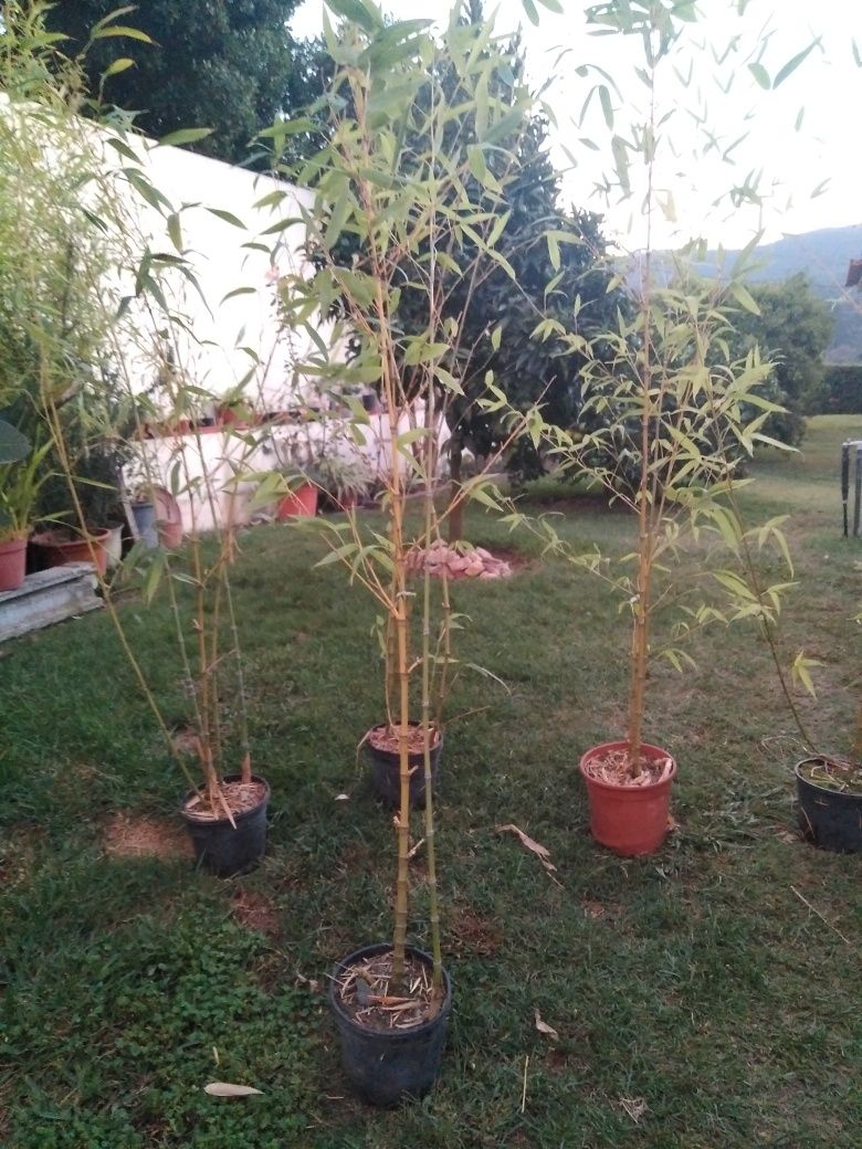 plantas de bambus naturais