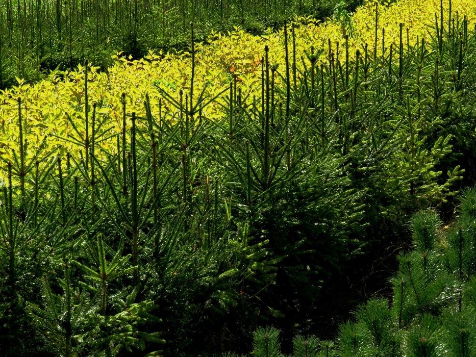 Świerk Pospolity(Picea Abies) wysokość 70-90cm- z gruntu. Na żywopłot