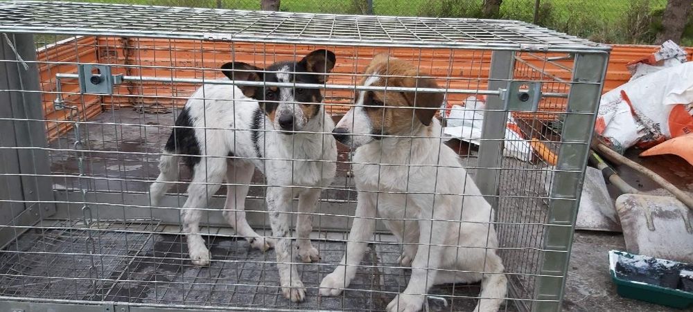 Młode psy do adopcji. Znaleziono w gm. Sokoły