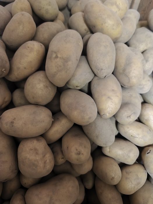 Ziemniaki odmiana Lord