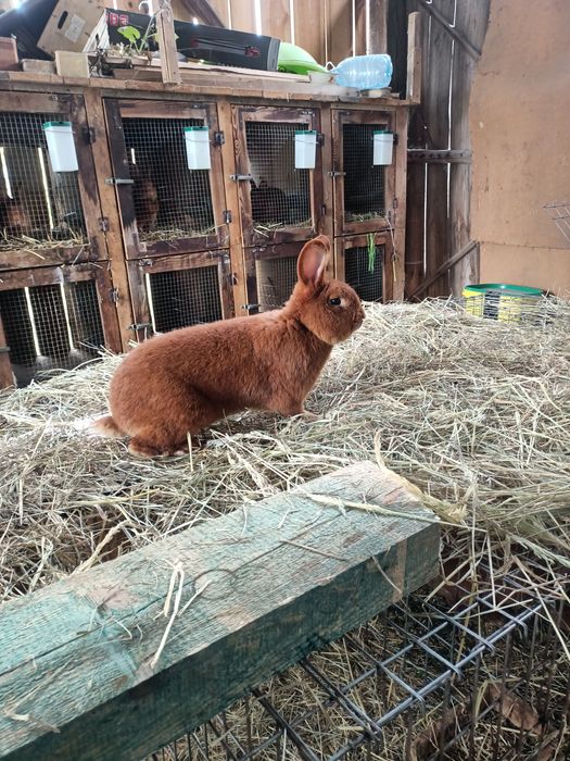 Króliki tuszki Nowozelandzkie czerwone