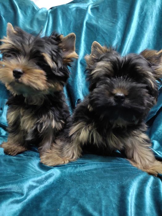 Девочки и мальчик щенки Йорки 2,5 мес