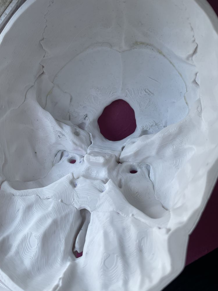 czaszka do nauki anatomii