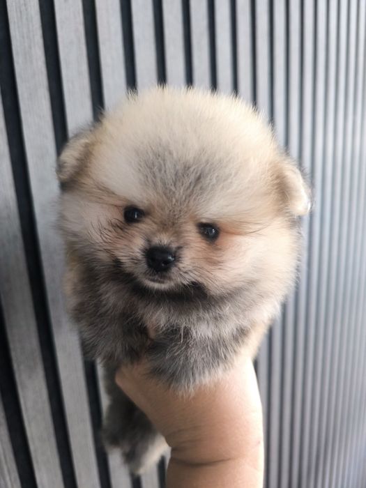 Spitz anão. Lulu da Pomerânia  com LOP. Mini. Perfeito!
