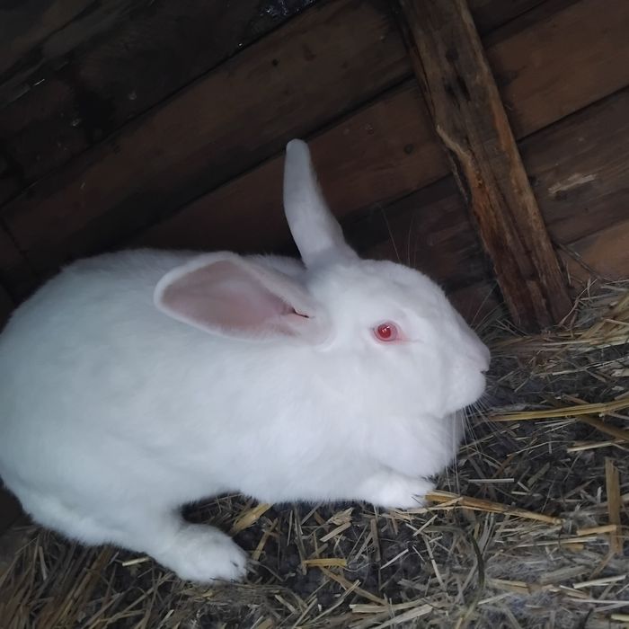 Sprzedam samice dwuroczną