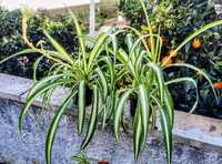 Planta Aranha / Clorofito / Gravatinha | PRENDA DE NATAL
