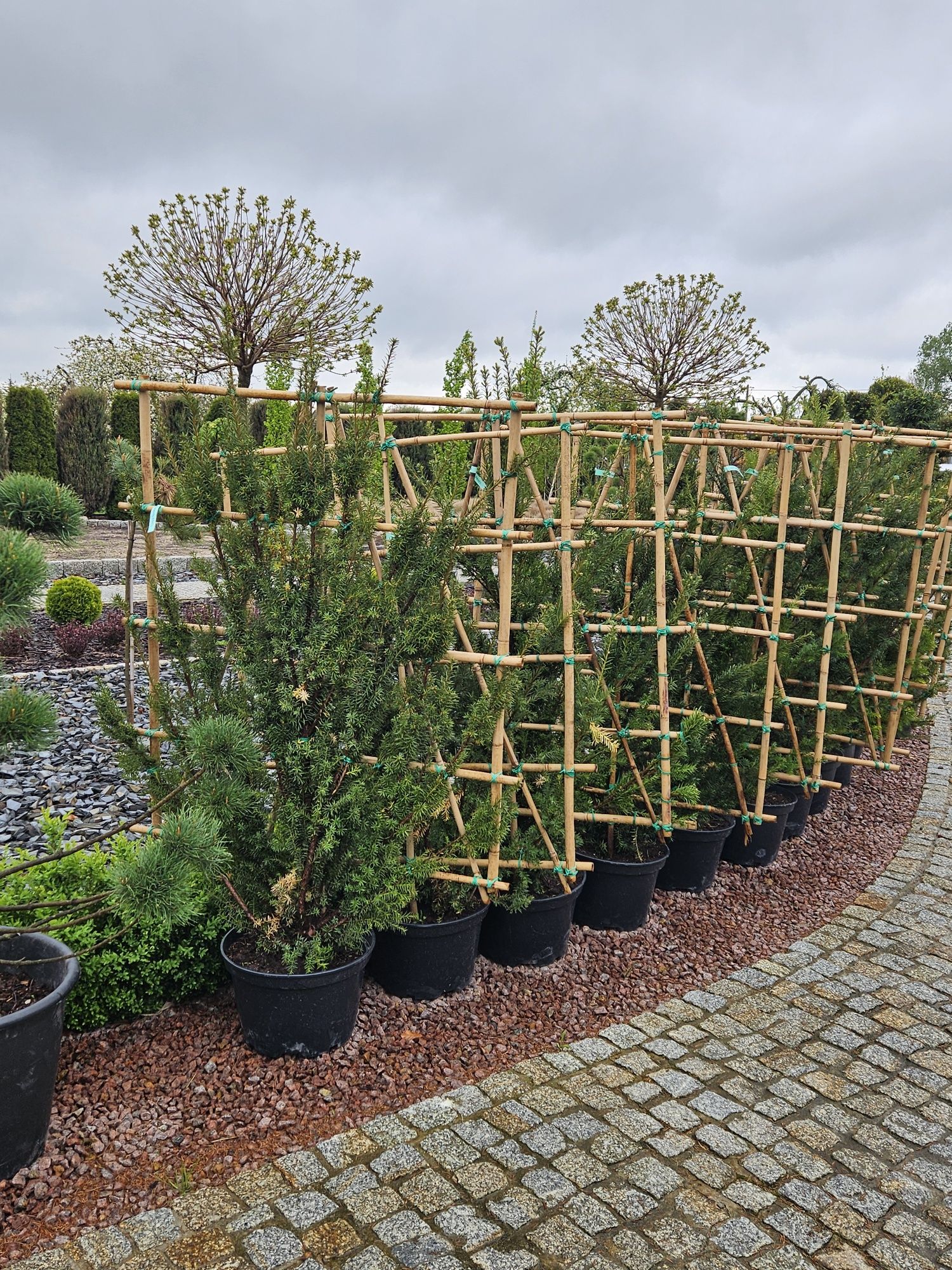 Cisy formowane bonsai.Sosna.Jałowiec. Kratownica.Panel