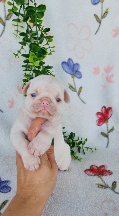 Estupendo Pug Pink de Qualidade
