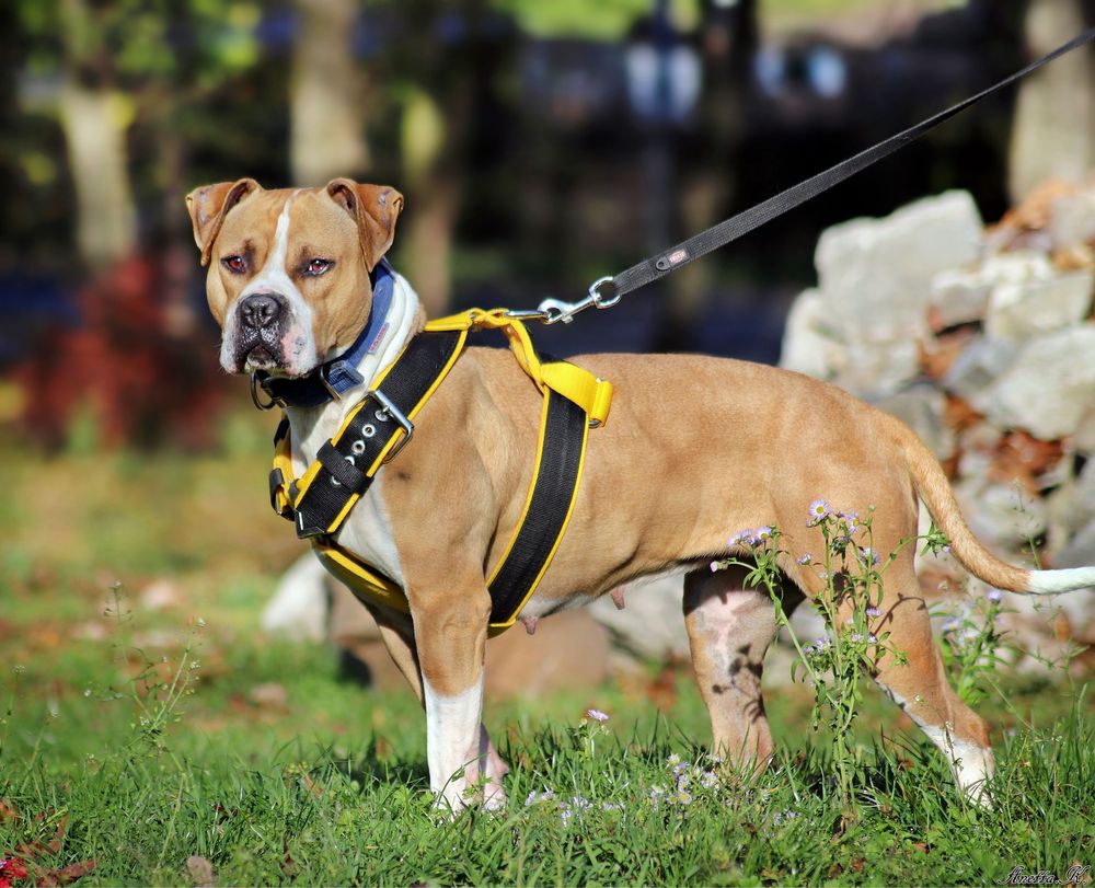 Ginger- rodowity Pitbull po przejsciach czeka na swój dom