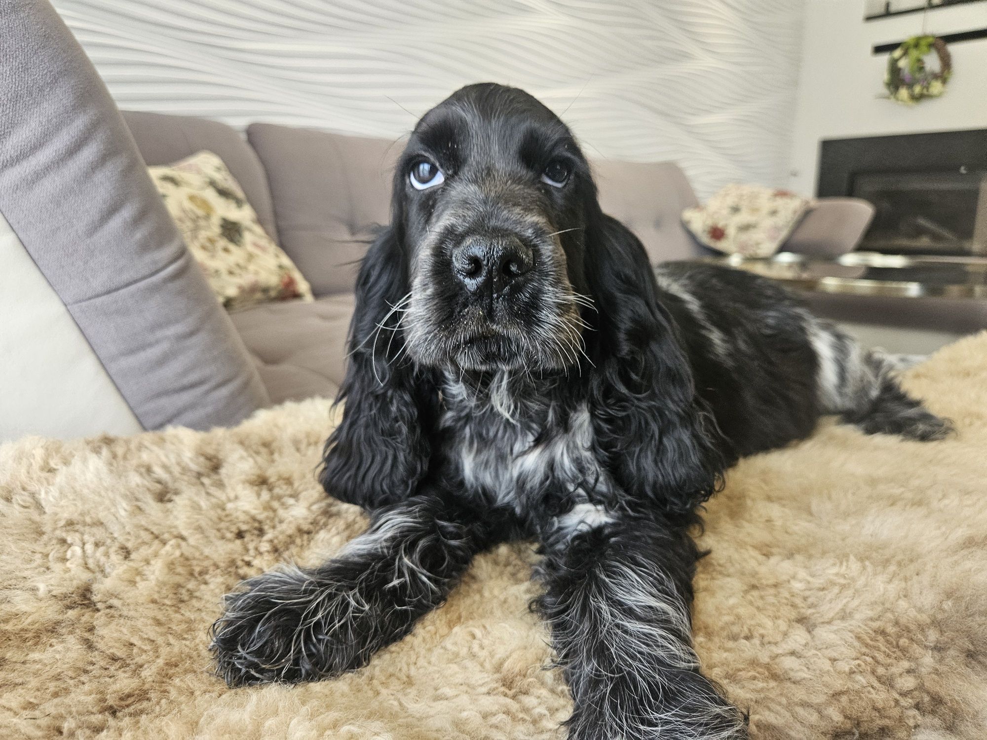 Oskar Cocker spaniel Angielski