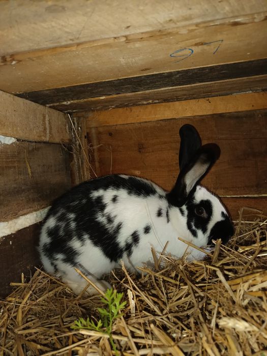 Królik na sprzedaż-Srokacz niemiecki