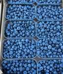 Venda de Mirtilos - caixa de 1kg