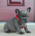 Bulldog francês blue