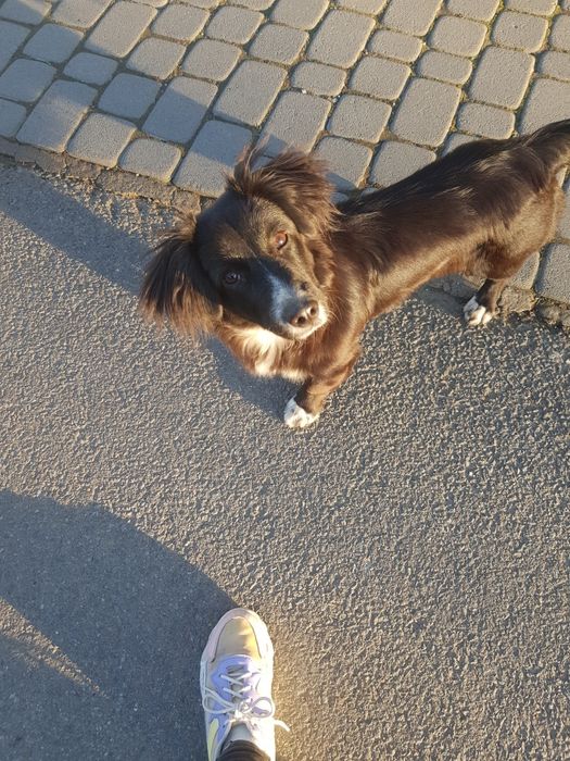 Відам в хороші руки