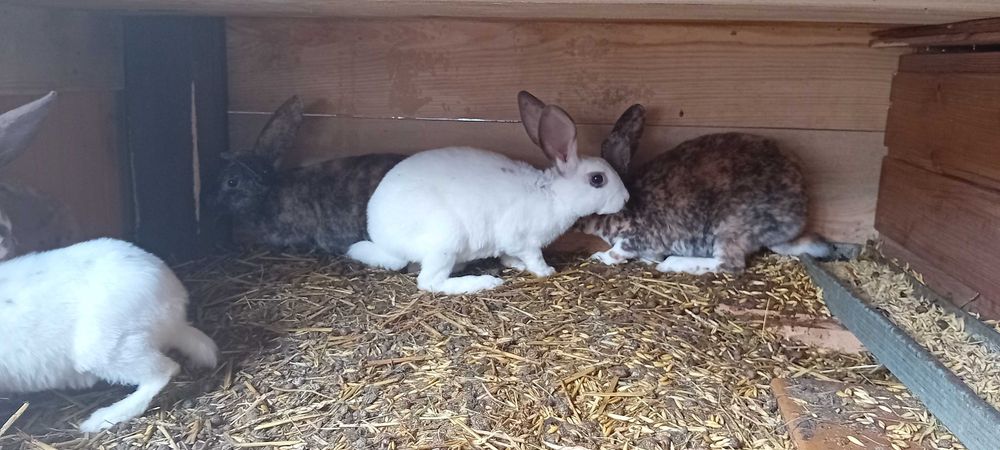 Szukają nowego domu