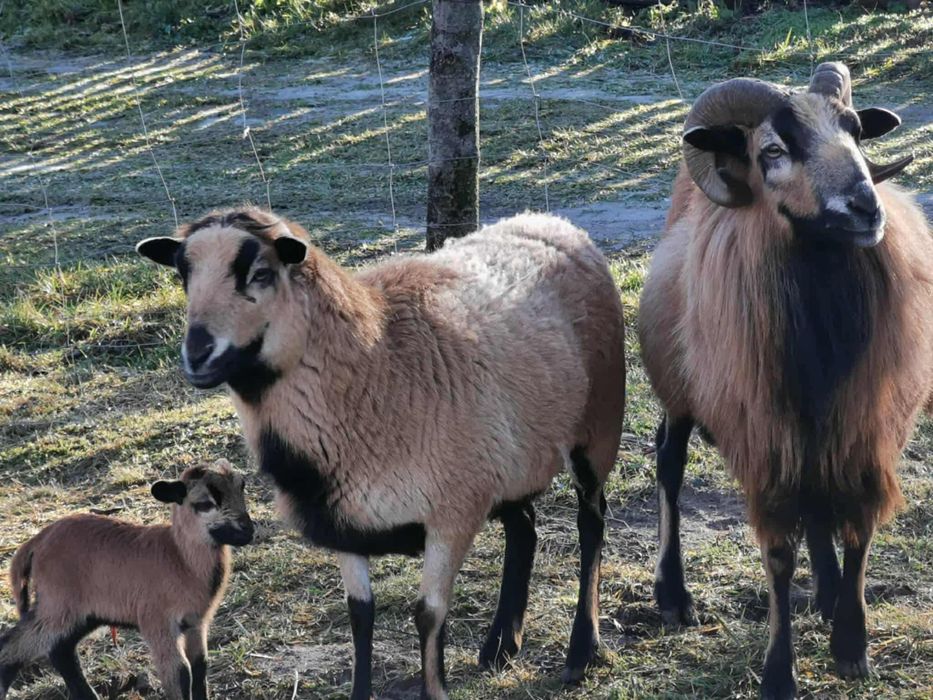Sprzedam tryki baran kameruński