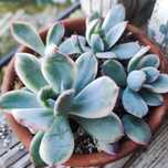 return of beauty crassula