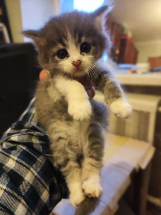 Отдам котят ( бесплатно)