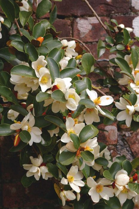 Magnolia wieczniezielona "Gail's Favourite", pachnąca!