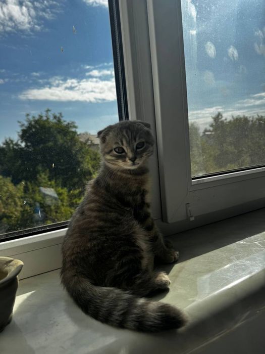 кіт весловухий, 1 рік