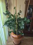 Zamiokulkas - Zamioculcas