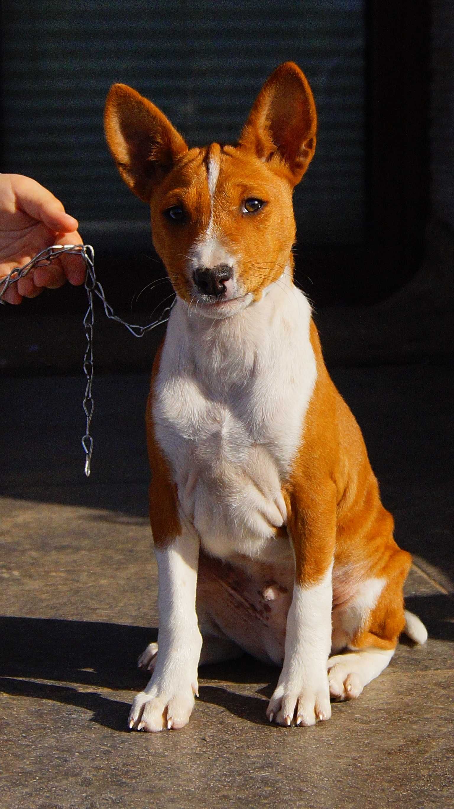 Pies, który nie szczeka! BASTER Basenji,do odbioru,ZKwP/FCI po Int.Ch.