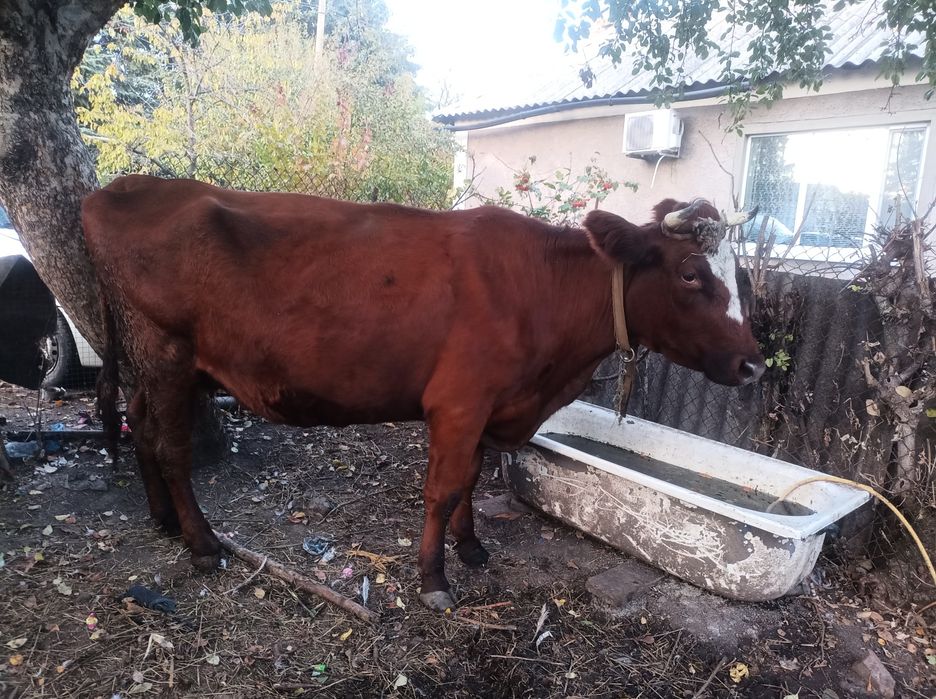 Животные продам корову