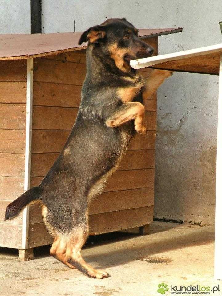 Malutka EDINA potrzebuje domku i przyjaznego Człowieka