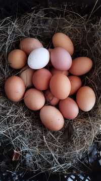 Домашние крупные яйца от своих курочек Заболотного