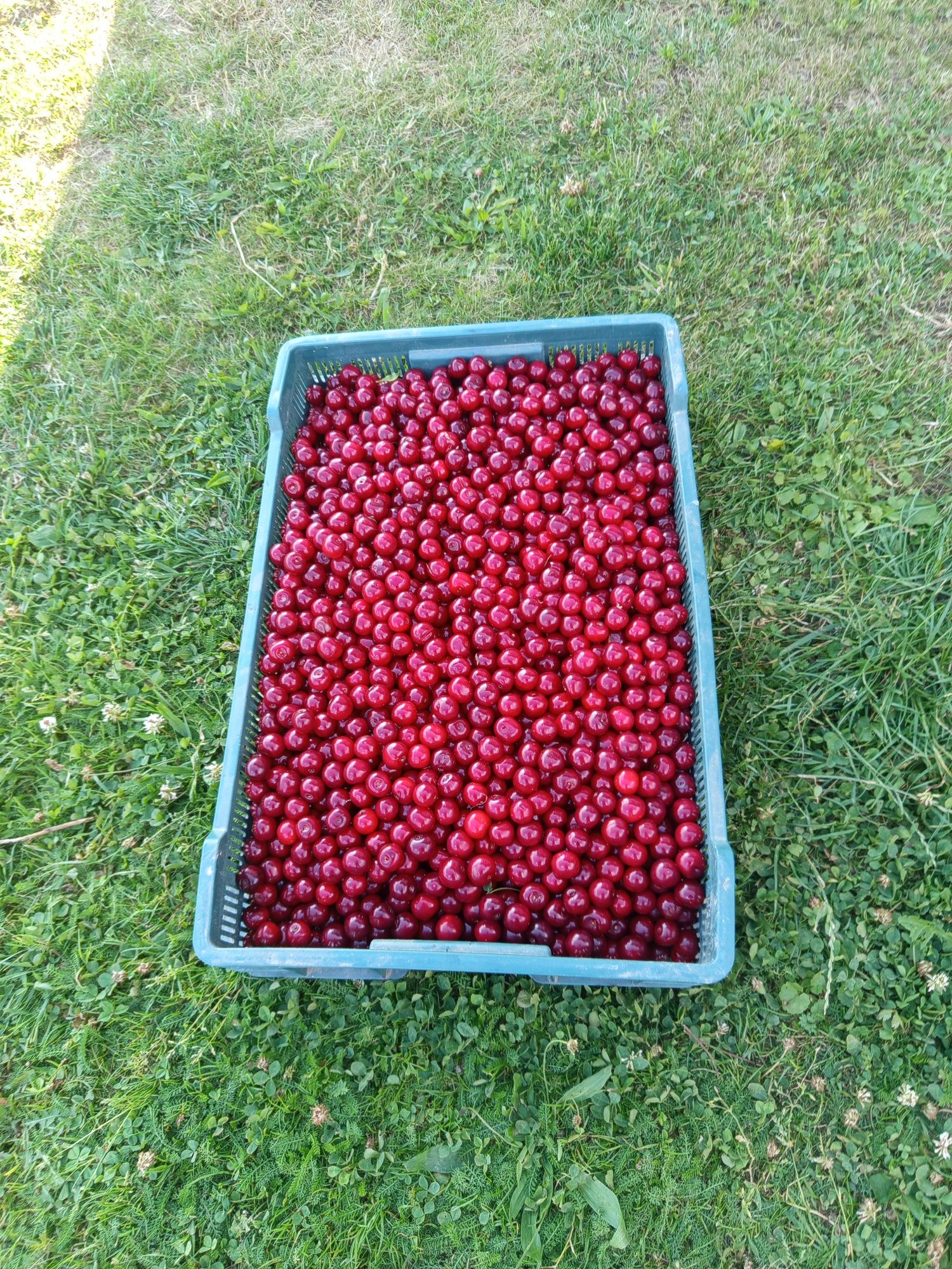 Wiśnie okazja wiśnie producent 10 zł kg