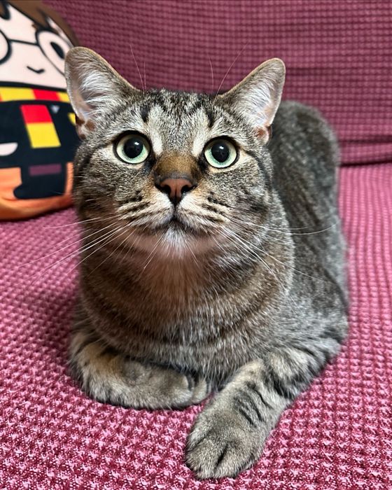 Перетримка котів